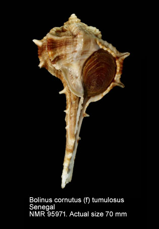 Bolinus cornutus (f) tumulosus.jpg - Bolinus cornutus (f) tumulosus (G.B.Sowerby,1841)